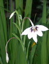 Abyssinian, Fragrant gladiolus, Sword lily,گلایول
